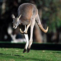 kangoeroe.jpg