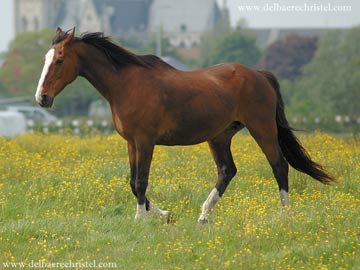 paard paard.jpg