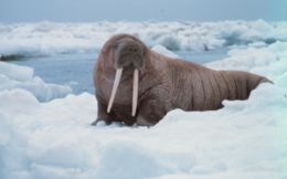 walrus walrus.jpg